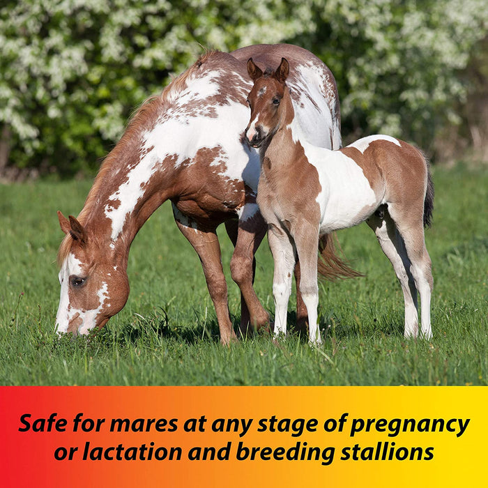 Farnam Pyrantel Care Daily Horse Dewormer 2.11% (Pyrantel Tartrate) for Horses of All Ages, Equine Anthelmintic, Continuous Protection against Small Stronglyes, Ascardis and Pinworms, 50 Lbs