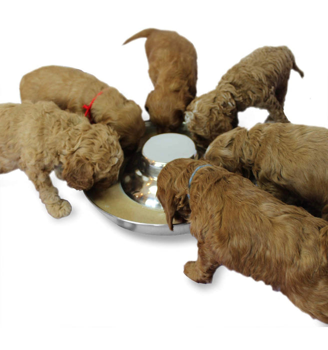 Stainless steel puppy food bowls