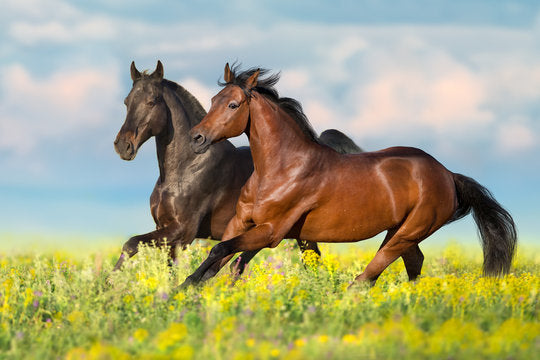 Equine Supplements