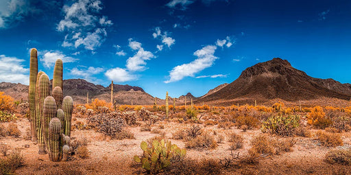 Bannersnstands Reptile Habitat, Terrarium Background, Blue Sky with Mountains & Cactus - (Various Sizes) (14"X36")