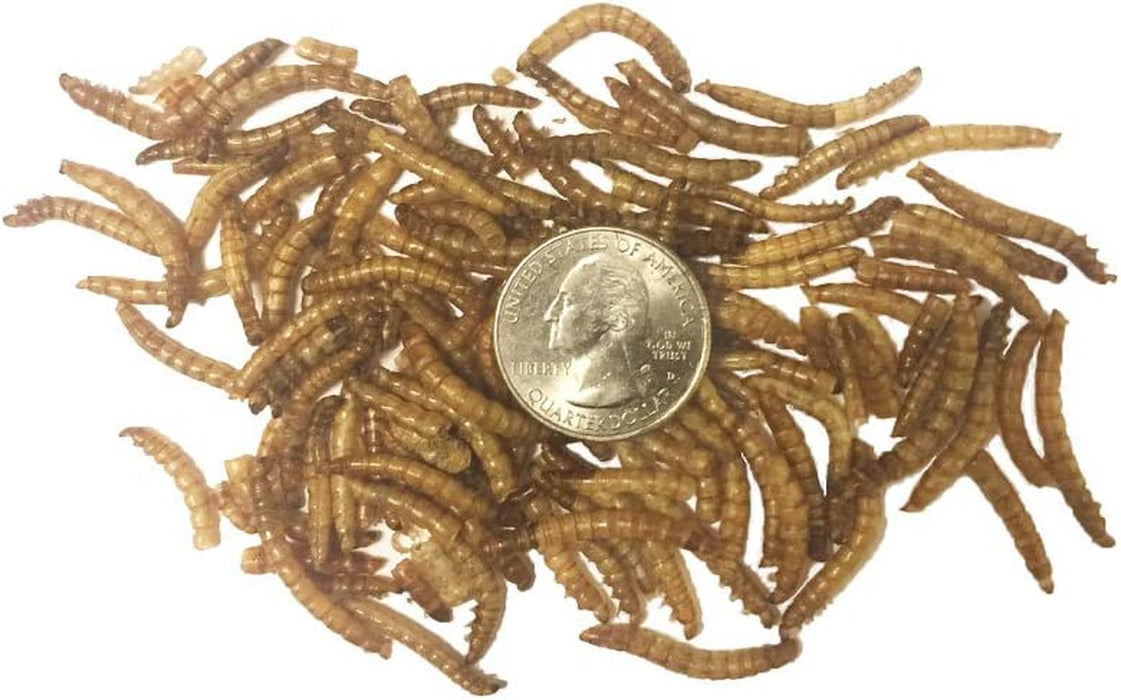 1 Lb Dried Mealworms - High Protein Treat for Wild Birds, Chicken, Fish & Reptiles